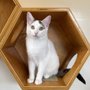 Photo of Happy Cats Haven