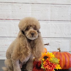 Beckys Pup Parlor - Dog Grooming job with Halloween Shoot