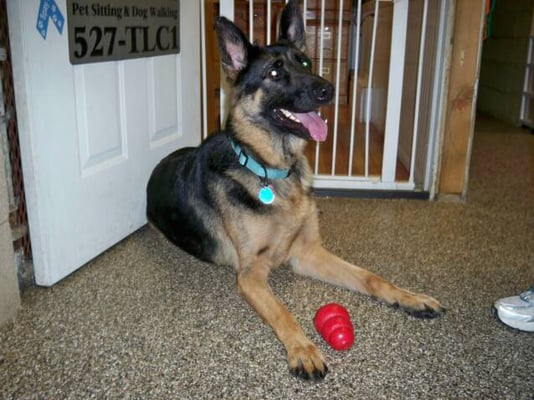 Tlc Pet Cottage 8390 Morris Rd Hilliard Oh Boarding Kennels