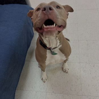 Posh Pet Club - Posh Pet posts photos of your pup so you can see what they are up to! - Pet Groomers Near Me - Chicago, Illinois Posh Pet Club - Posh Pet posts photos of your pup so you can see what they are up to! - Pet Groomers Near Me - Chicago, Illinois