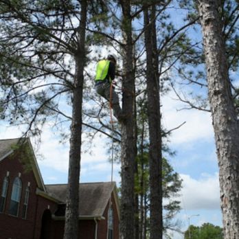 Crystal Tree Service - Crystal tree service - Tree Services Near Me