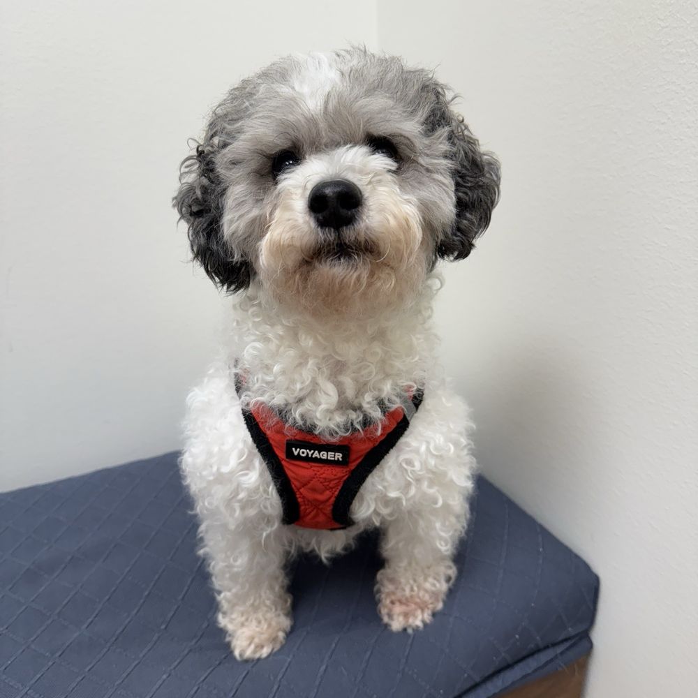 Meow Bark Veterinary - Our sweet little senior - Veterinarians Near Me - Austin, Texas Meow Bark Veterinary - Our sweet little senior - Veterinarians Near Me - Austin, Texas