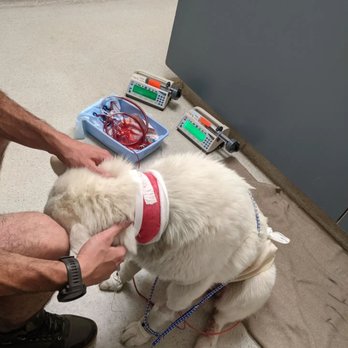 Doc Holly Pet Vet - Veterinarians Near Me - Hayden, Idaho Doc Holly Pet Vet - Veterinarians Near Me - Hayden, Idaho