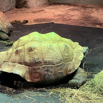 Akron Zoo - Tortoise - Zoos Near Me - Akron, Ohio