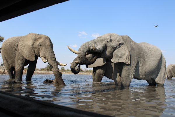 Africa Adventure Consultants by null