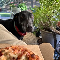 Papa Johns Pizza - She can't have any and she's sad (I gave her the crust, don't worry).