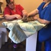 Live Oak Animal Hospital gift card