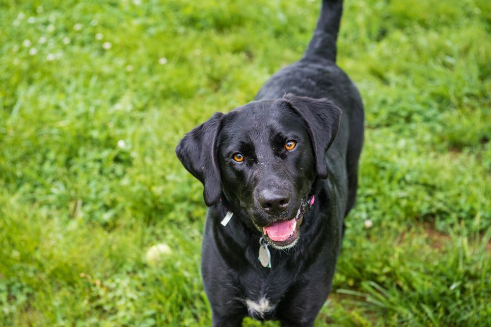 Ernie Boudreaux's Doggie Dude Ranch - pet boarding facility in Elkins, AR