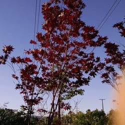 Wilmington Nursery - Red Japanese Maple
