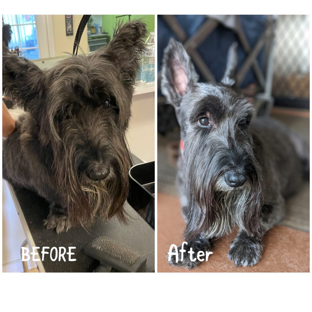 DREAM DOG GROOMING - Maui, HI - Yelp