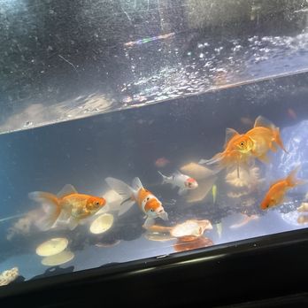 8888 Tropical Fish - My tank with variety of tropical fish. - Local Fish Stores Near Me - Westminster, California
