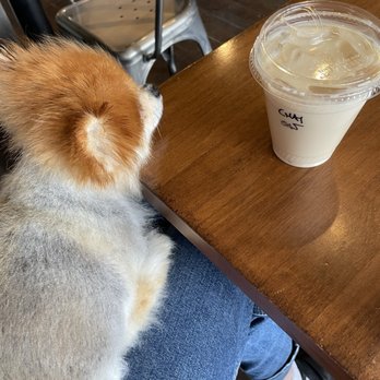 Morning Ritual - My service animal loves this spot - and everyone here loves him! - Coffee & Tea Near Me - Grand Rapids, Michigan Morning Ritual - My service animal loves this spot - and everyone here loves him! - Coffee & Tea Near Me - Grand Rapids, Michigan