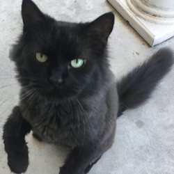 Fur De Lis Mobile Veterinary Services, LLC