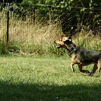 Mt Airy Dog Park - Dog Parks Near Me - Cincinnati, Ohio Mt Airy Dog Park - Dog Parks Near Me - Cincinnati, Ohio