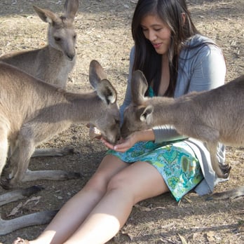 Lone Pine Koala Sanctuary - feeding the kangaroos! - Zoos Near Me - Fig Tree Pocket, QLD Lone Pine Koala Sanctuary - feeding the kangaroos! - Zoos Near Me - Fig Tree Pocket, QLD