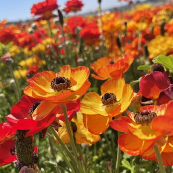The Flower Fields - Venues & Event Spaces Near Me - Carlsbad, California The Flower Fields - Venues & Event Spaces Near Me - Carlsbad, California