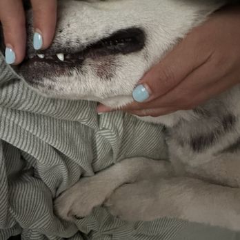 Nitro K-9 - Face bitten on left lower jaw - Pet Training Near Me - Bothell, Washington