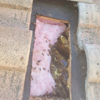 D-Tek Live Bee Removal - Pest Control Near Me - Vista, California