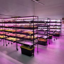 Delta Microgreens