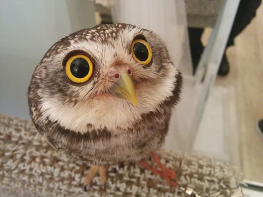 Owl Cafe Tokyo by null