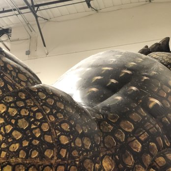 Wonderwild - Gross. Thick layer of dust covering the top of the alligator - Venues & Event Spaces Near Me - Houston, Texas