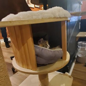 Denver Cat Company - Coffee & Tea Near Me - Denver, Colorado
