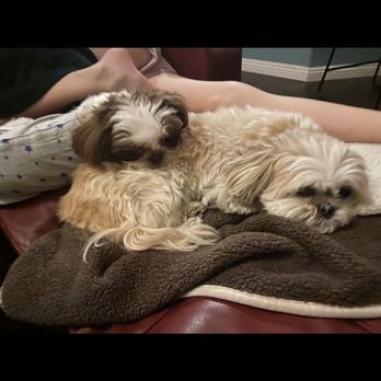 Pet Paradise LV - Before - Pet Groomers Near Me - Las Vegas, Nevada