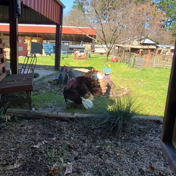 Three Chicks Feed, Seed & Cafe - The lovely view from the back window - Cafes Near Me - Texarkana, Arkansas Three Chicks Feed, Seed & Cafe - The lovely view from the back window - Cafes Near Me - Texarkana, Arkansas