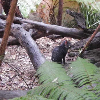 Sydney Wildlife World - Zoos Near Me - Darling Harbour, NSW