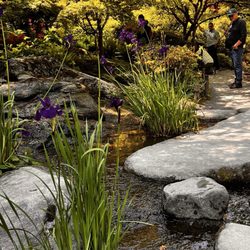 Seattle Japanese Garden - Stream view