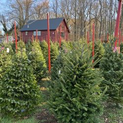 Hemlock farm christmas trees