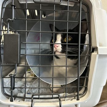 Animal Emergency Clinic - kitty cat - Veterinarians Near Me - Spokane Valley, Washington Animal Emergency Clinic - kitty cat - Veterinarians Near Me - Spokane Valley, Washington