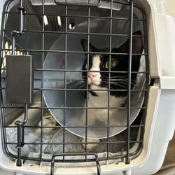Animal Emergency Clinic - kitty cat