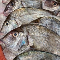 Fresh & Wild Caught Porgies