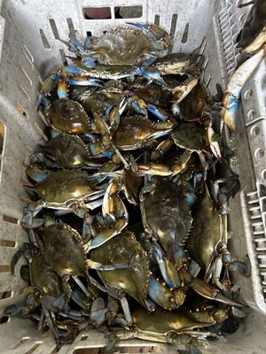 Carnival Crabs by null