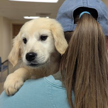 Snowy Pines White Labs - Pet Adoption Near Me - Batesville, Arkansas Snowy Pines White Labs - Pet Adoption Near Me - Batesville, Arkansas