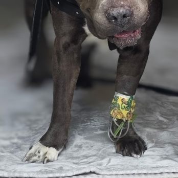 Canyon Animal Hospital - Our phat boy (Ghost) my gentle giant - Veterinarians Near Me - Phoenix, Arizona Canyon Animal Hospital - Our phat boy (Ghost) my gentle giant - Veterinarians Near Me - Phoenix, Arizona