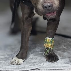 Canyon Animal Hospital - Our phat boy (Ghost) my gentle giant
