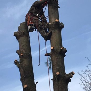 JL Tree Care Professional - Tree Services Near Me