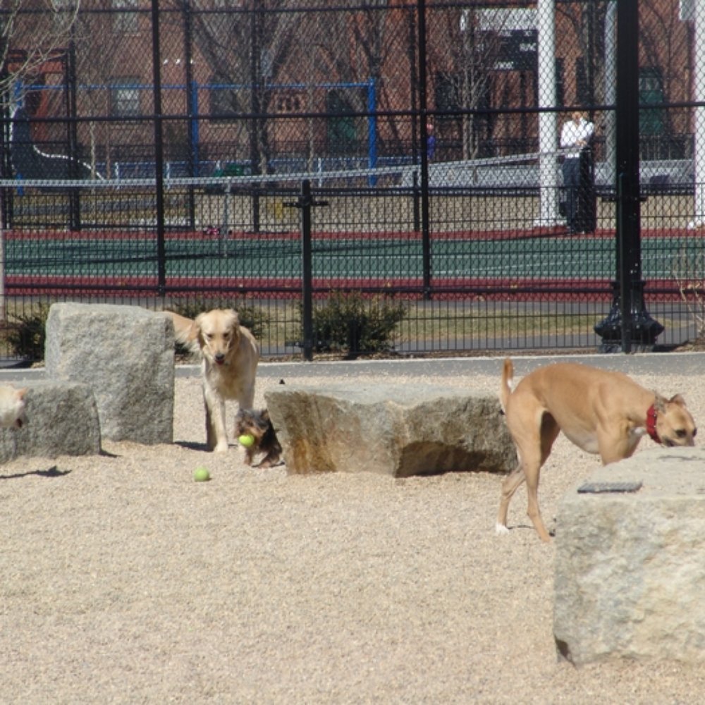 Peters Park - Zoe and friends, 3/30/08 - Dog Parks Near Me - Boston, Massachusetts Peters Park - Zoe and friends, 3/30/08 - Dog Parks Near Me - Boston, Massachusetts