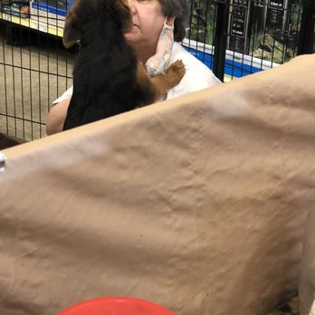 PetSmart - Sweet little puppy giving this lady a kiss - Pet Stores Near Me - Canoga Park, California PetSmart - Sweet little puppy giving this lady a kiss - Pet Stores Near Me - Canoga Park, California