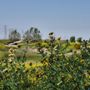 Photo of Dominguez Gap Wetlands Project