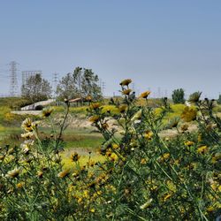 Dominguez Gap Wetlands Project