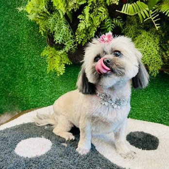 Wanderer Hub Pet Salon - Dog Walkers Near Me - New York, New York Wanderer Hub Pet Salon - Dog Walkers Near Me - New York, New York