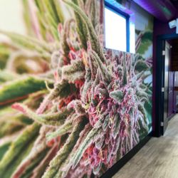 Meadows Dispensary - Interior