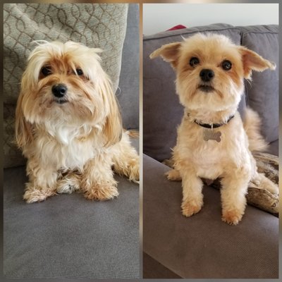 finley's upper cut mobile grooming