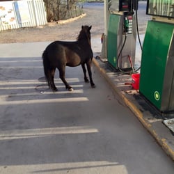 Lyndhurst Roadhouse - Another resident.