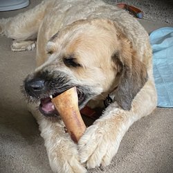 Bond's Meats - Recently got this Bond's bone at Just Pets in Irving.  Hours of enjoyment for our pup!