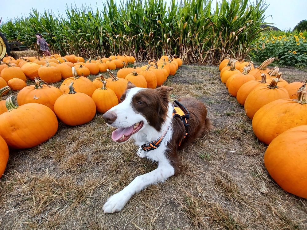 JOAN’S FARM & PUMPKIN PATCH 363 Photos & 166 Reviews 4351 Mines Rd