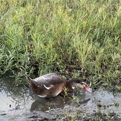 Van Buren Municipal Park - Duck